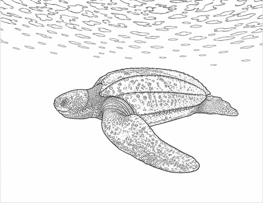 Under the Sea Coloring Book (30 coloring pages) (Landscape)